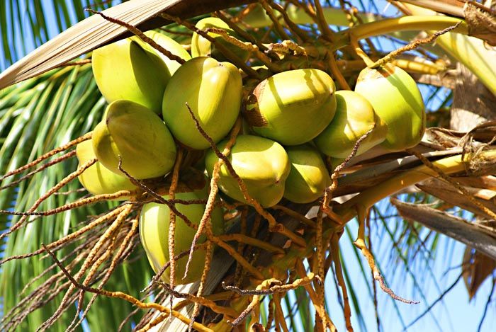 Coconuts1.jpg