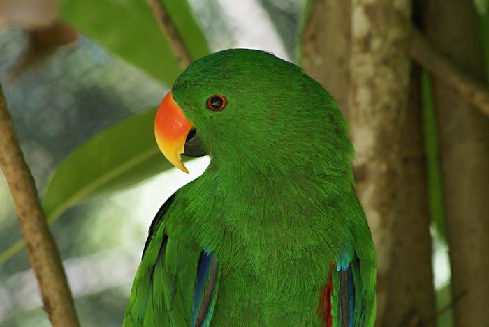 GrnParrot1.jpg