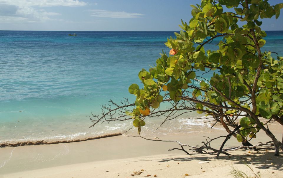SeagrapeBeach.jpg